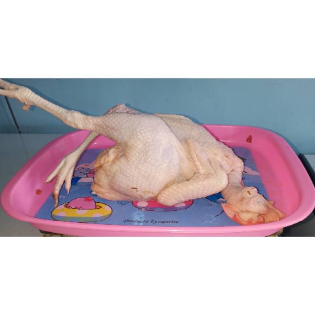 

Ayam kampung uk 1,1
