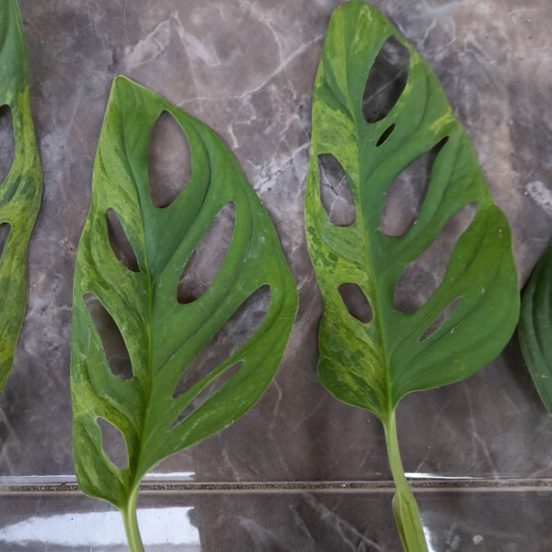 janda bolong variegata lokal ukuran 1 daun. fresh