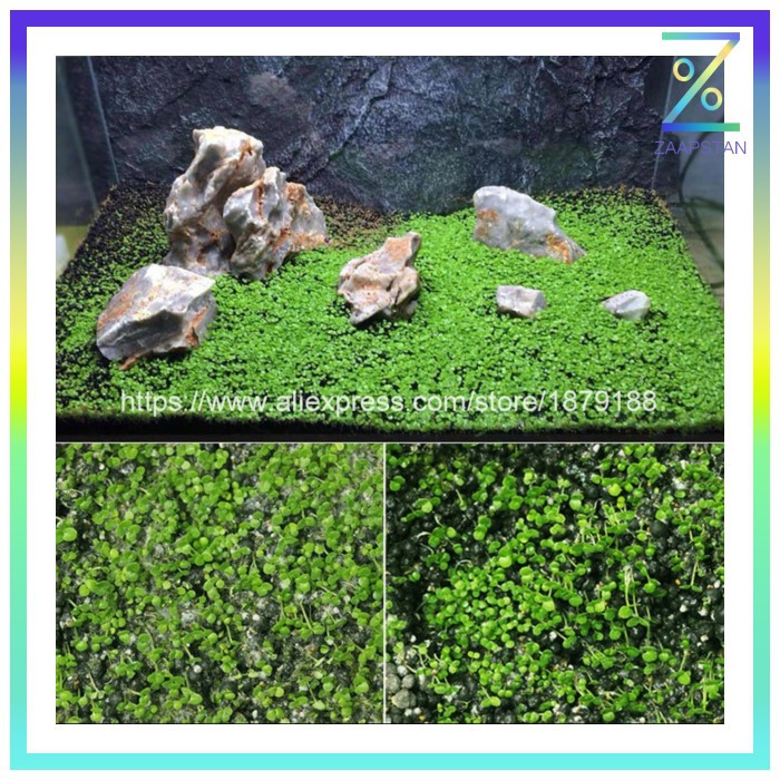 Bibit Rumput Air Dekorasi Aquarium Landscape Ornament Small Fescue - H