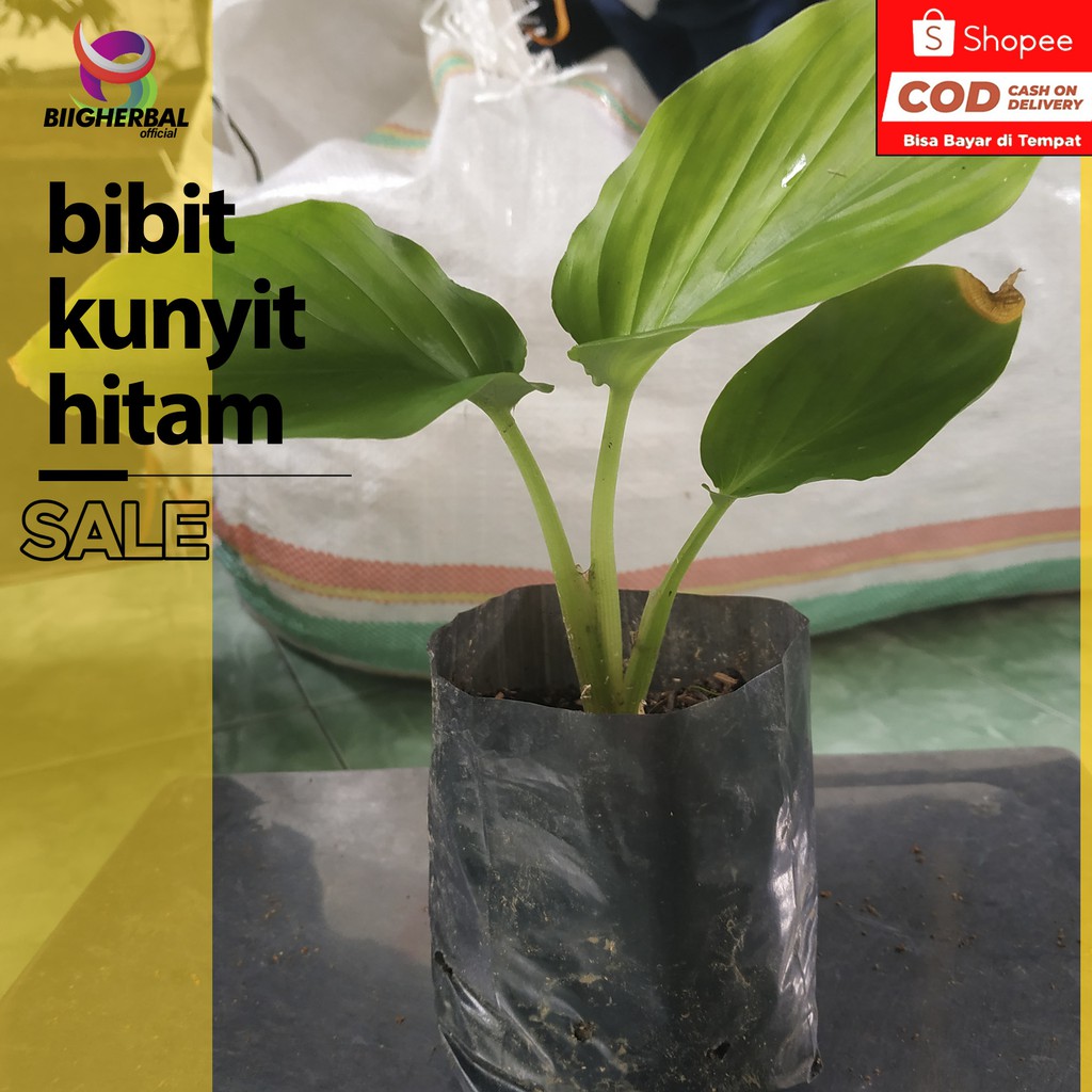 Bibit Kunyit Hitam Asli Original Kaempferia Parviflora Black Tumeric