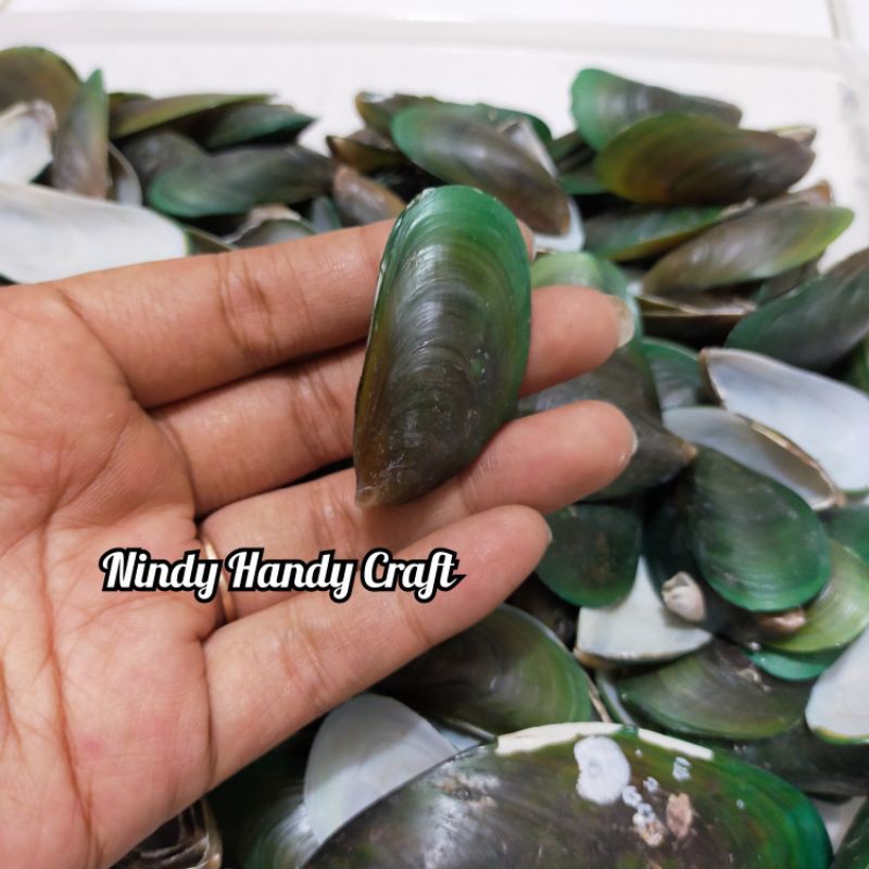 Cangkang Kerang Hijau isi 10 - Kulit kerang craft