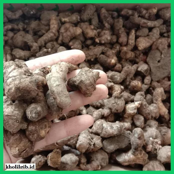

lanoisidartdrink- jahe merah fresh 1kg size kecil -asliii-bngittt.