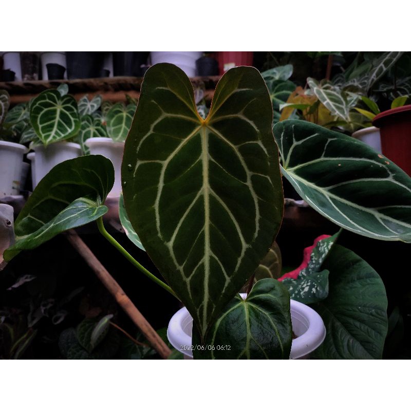 Kuping Gajah Anthurium King of spades Butterfly (HU) x Red crystallinum