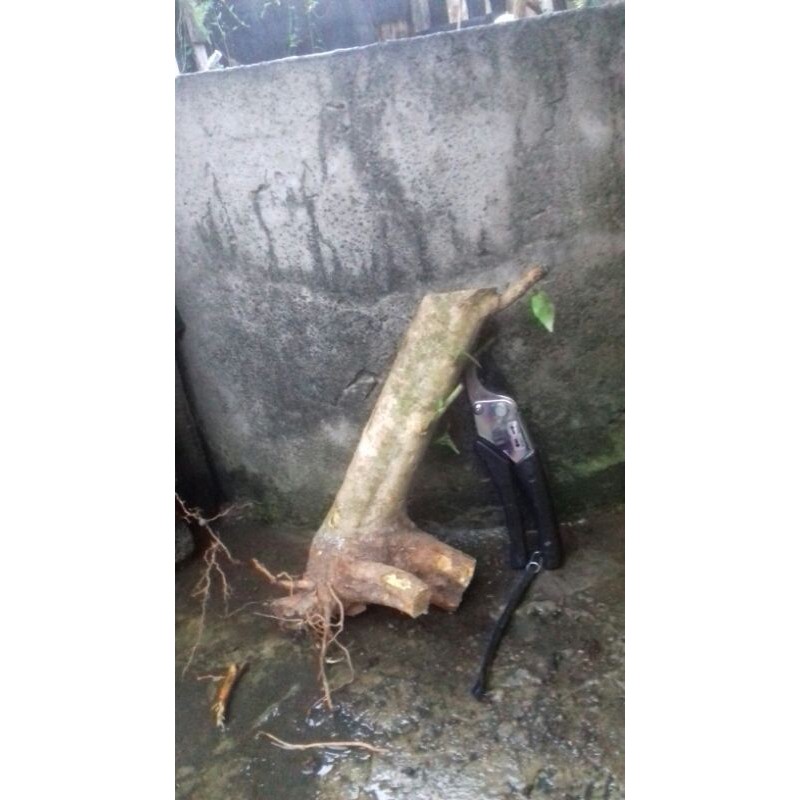 bahan bonsai wahong