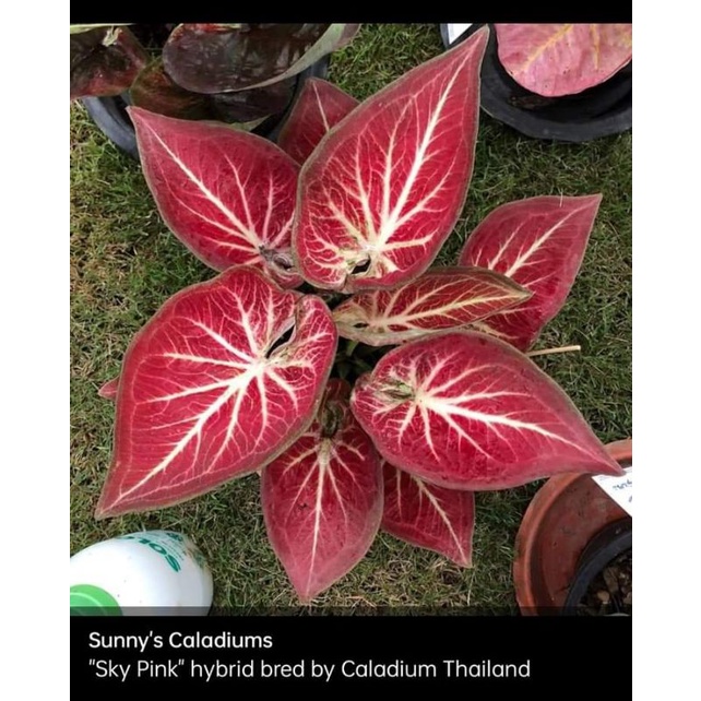 caladium Rich of thay/ROT tulang putih