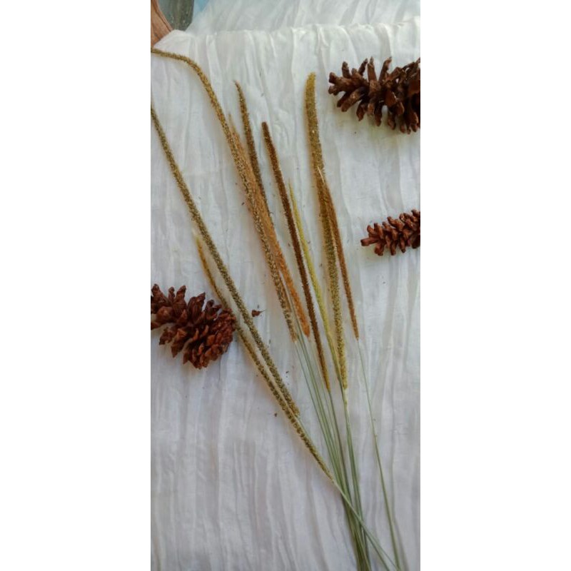 (10 tangkai) sataria | bunga kering | bunga rustic | bouquet bunga