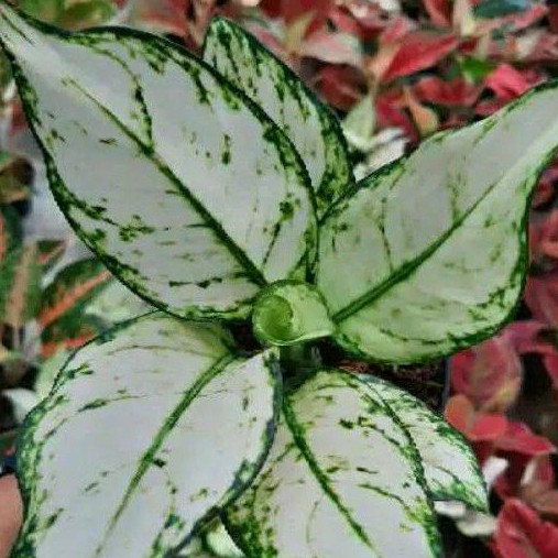 aglonema super white / anakan
