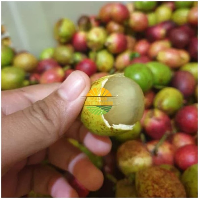 Bibit buah matoa merah super