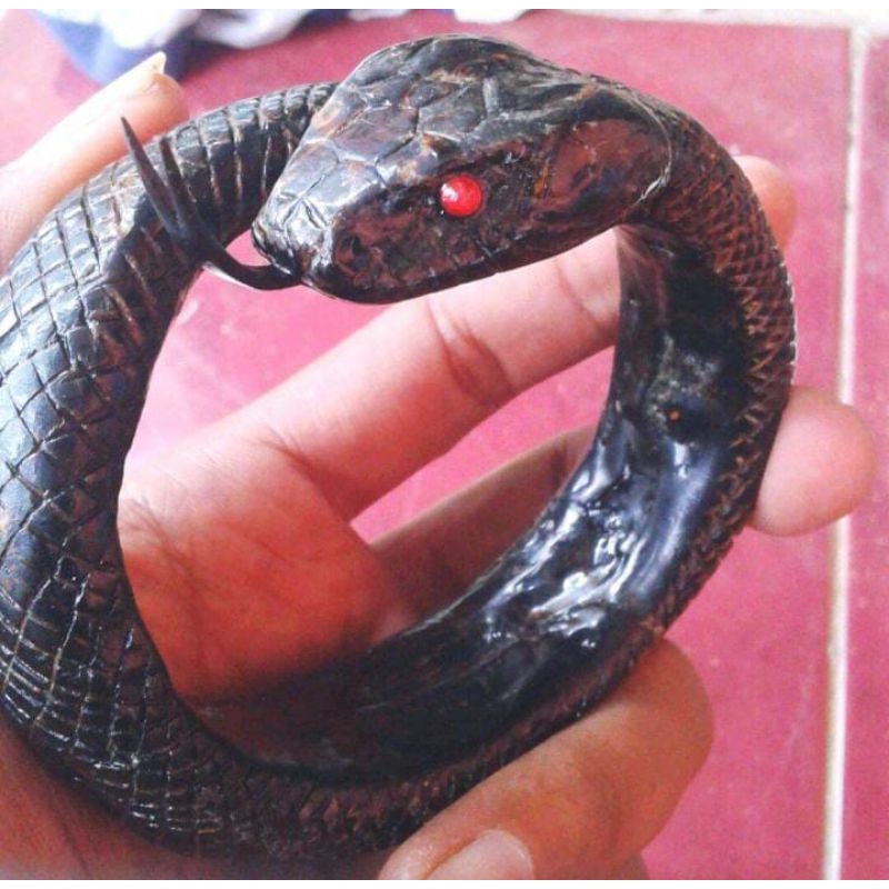 akar bahar merah body hitam