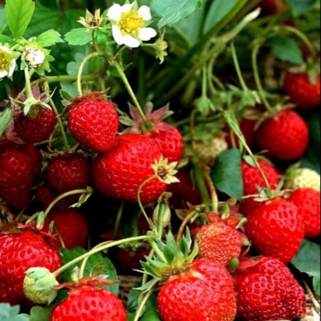 Bibit tanaman buah stroberi jumbo murah