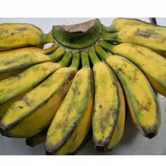 

pisang kepok 1sisir