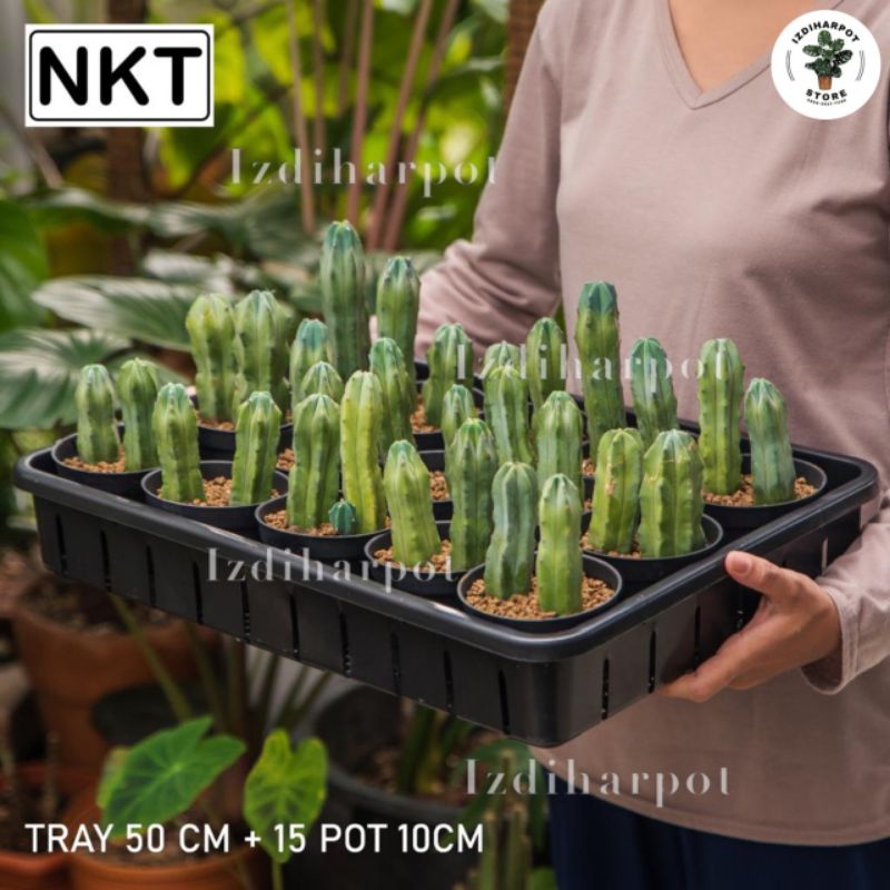 1 SET TRAY + 15 PCS POT HITAM 10CM | TRAY POT NKT 50CM | TRAY SEMAI BIBIT