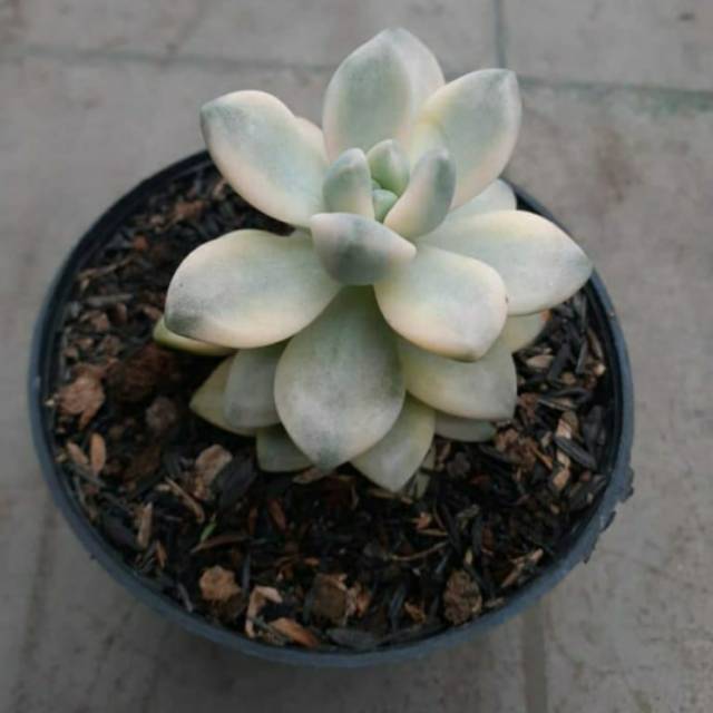 Kaktus moonblue variegata