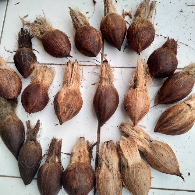 Bahan bonsai kelapa mini gading orange