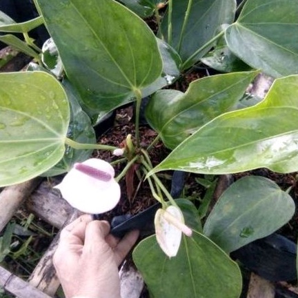 DIARY PETANI - Anthurium Bunga Warna Putih