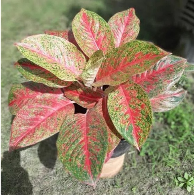 Aglonema Striptis Remaja Murah