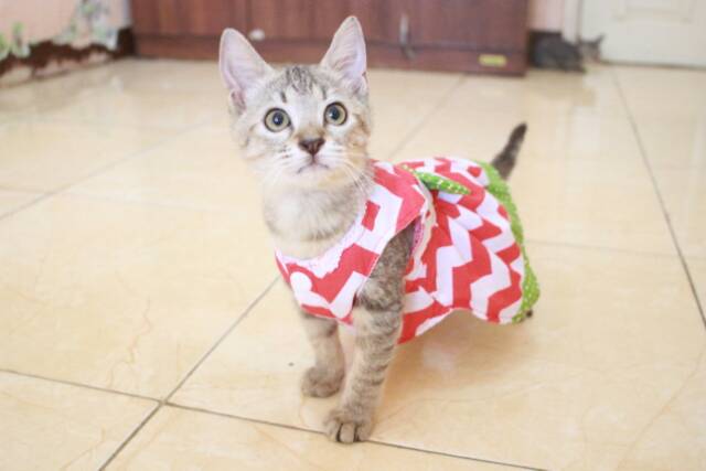 Dress rasa semangka dress kucing lucu murah baju kucing terlaris size S-XL