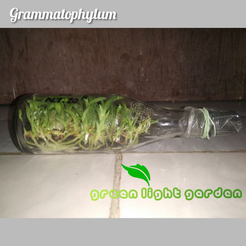 Bibit Anggrek Grammatophyllum Botol