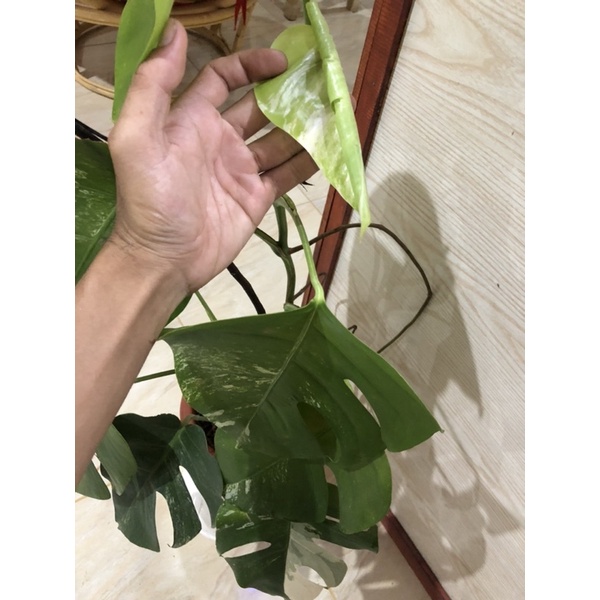 9 daun indukan monstera borsigiana variegata Monvar monstera varigata seperti di gambar