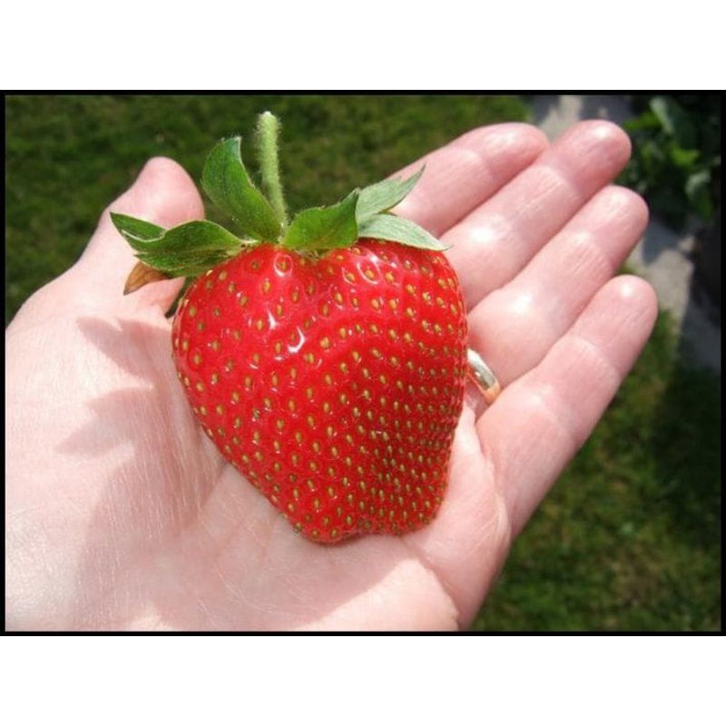 Benih biji STRAWBERRY strowberi GIANT / JUMBO 5 biji