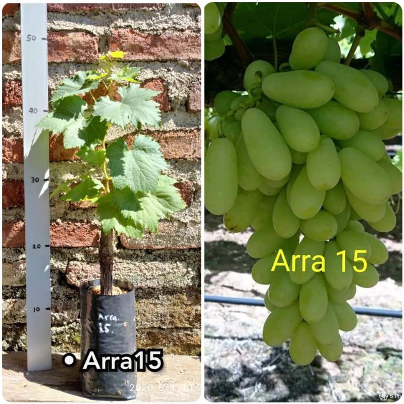 bibit anggur import arra 15