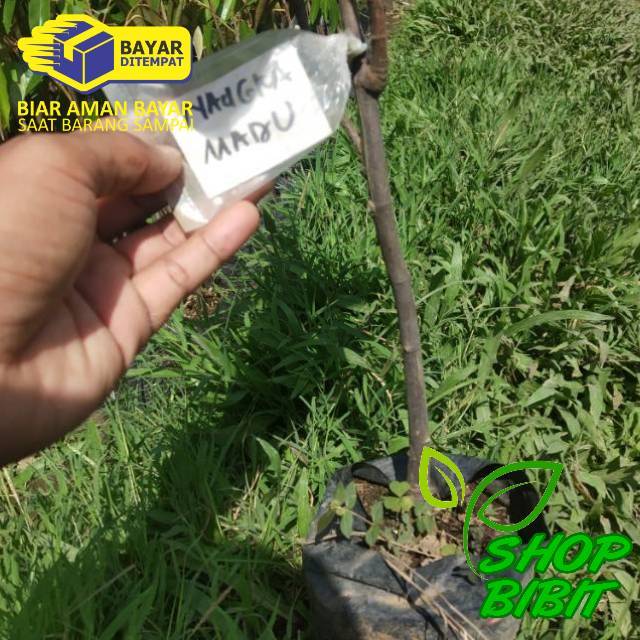 Bibit tanaman buah nangka madu Malaysia nangka madu semanis madu