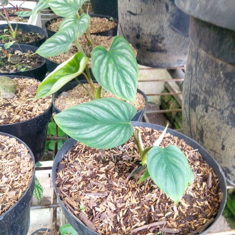 Plowmanii Philodendron