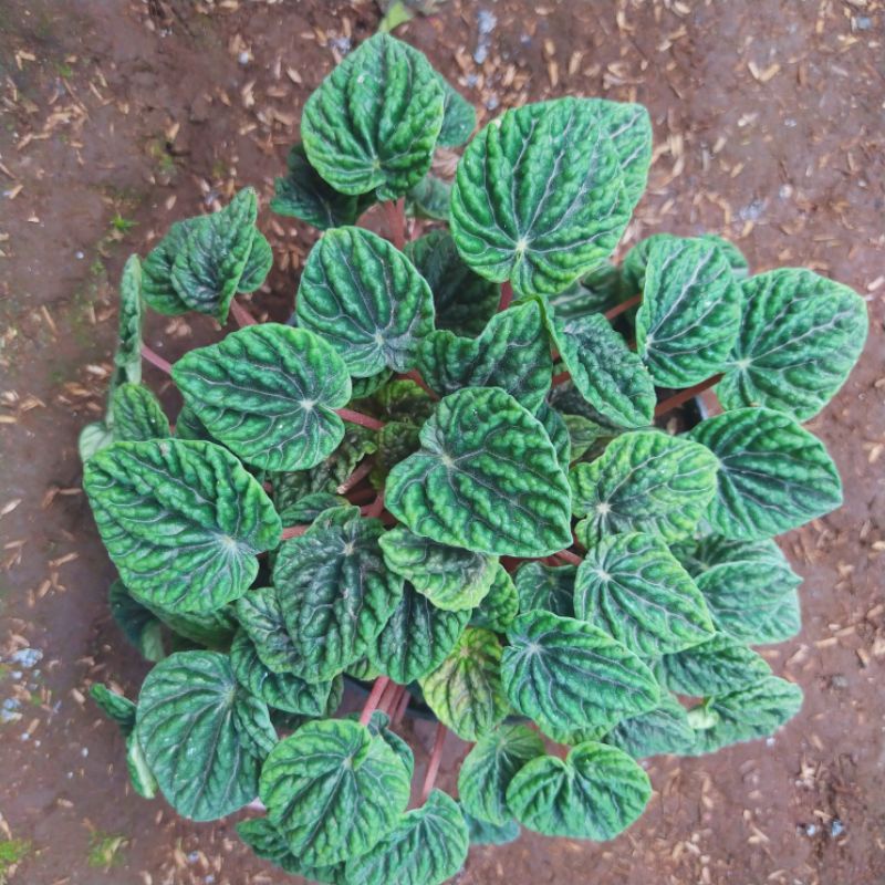 paperomia keriput hijau