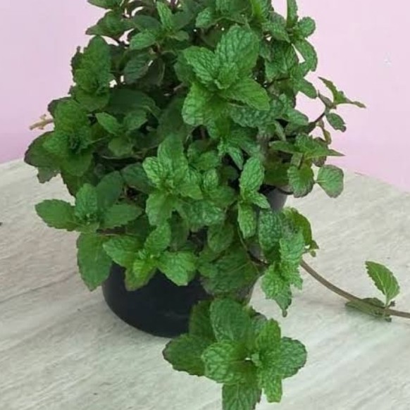 tanaman hias dan herbal daun peppermint