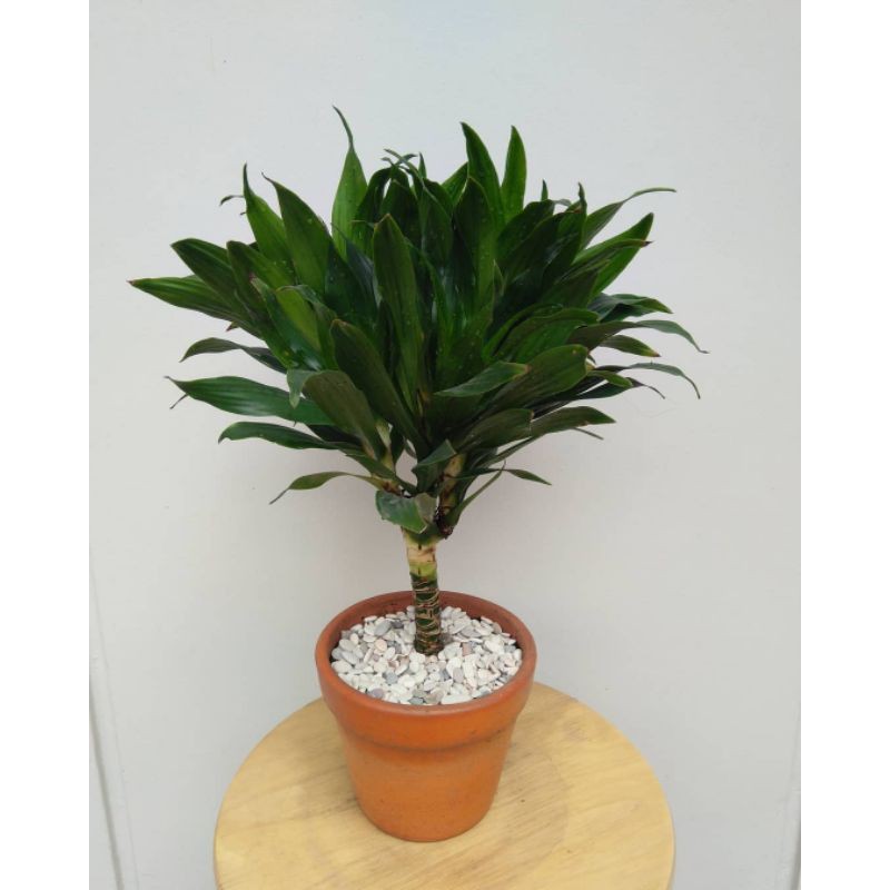 tanaman hias andong - andong