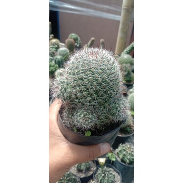 kaktus air mata besar branak/kaktus ownroot