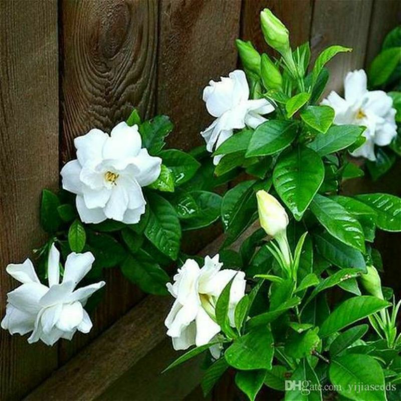 Tanaman hias mawar putih - MAWAR PUTIH