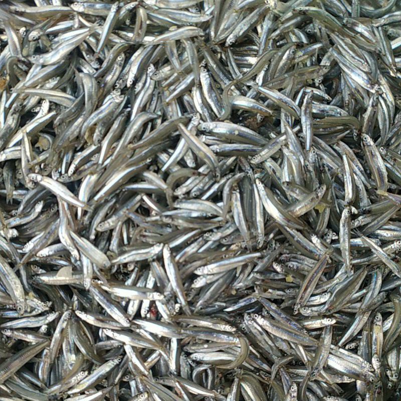 

Teri Jengki Lombok fresh higenis 1kg