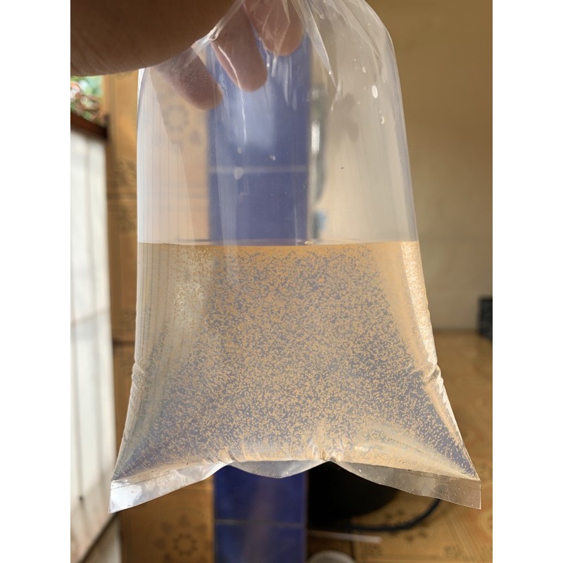 artemia hidup untuk pakan cupang