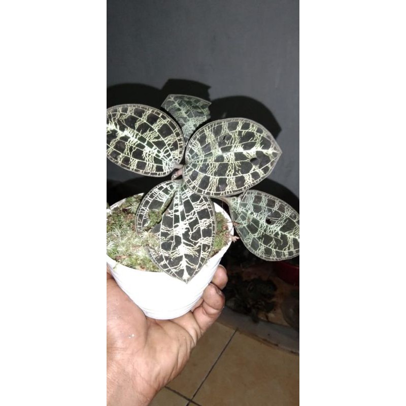 Jewel Orchid tanaman hias