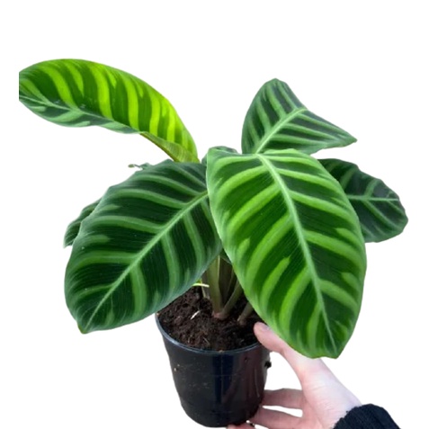 Tanaman Hias Calathea Zebrina / Calathea Zebrina