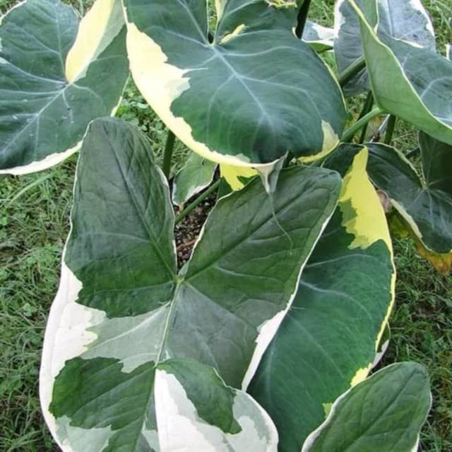 Tanaman hias caladium kantong semar keladi kantong semar