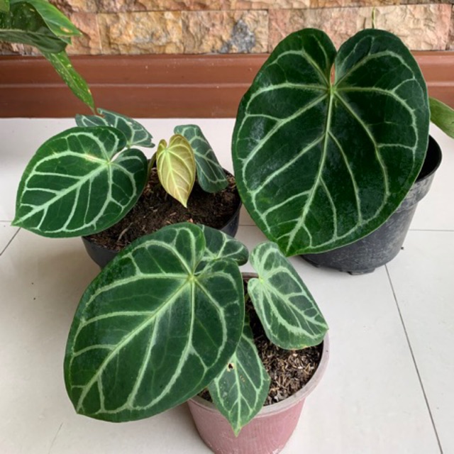 anthurium kuping gajah mangkok dorayaki