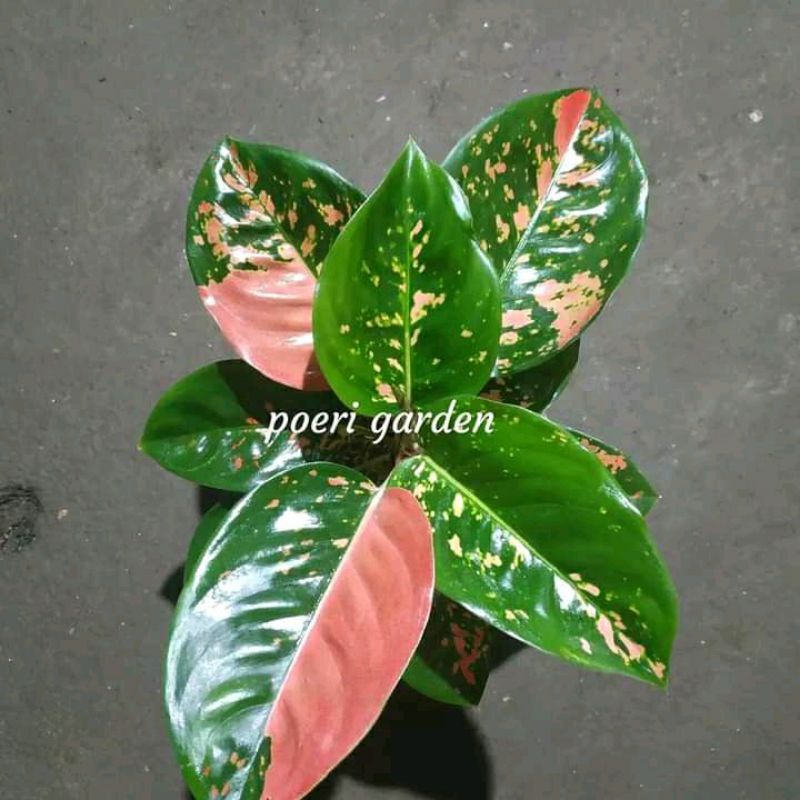 PROMO Tanaman hias Aglonema kochin ebony anakan (baby)