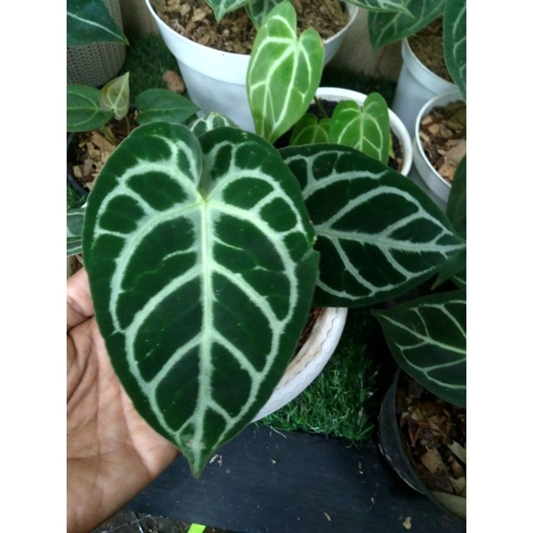 anthurium kuping gajah silver hope#kuping gajah dark foam