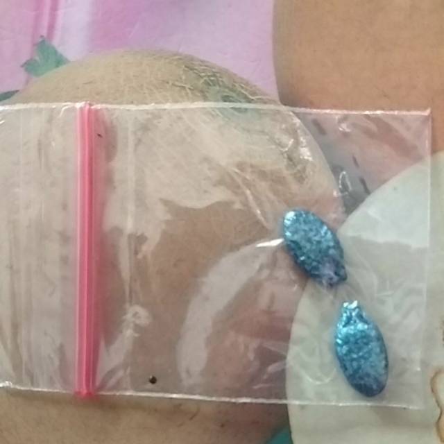 Benih Oyong/Gambas ANGGUN F1