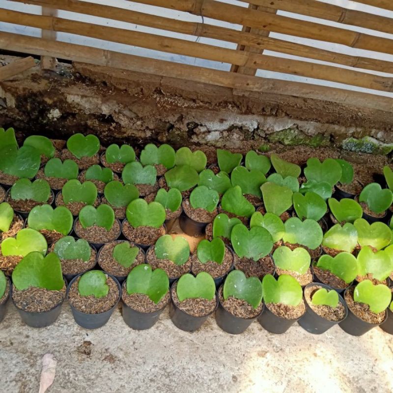 kaktus dan sukulen/love hoya