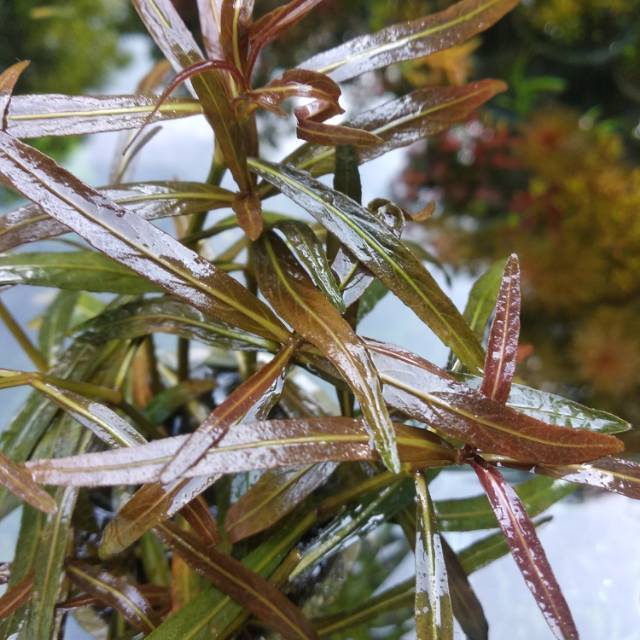 

higrophila araguaiya