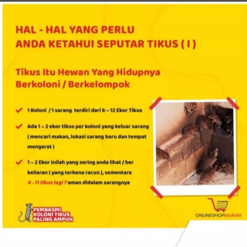 racun tikus mati ditempat - racun tikus mati kering - racun tikus mati tidak bau - racun tikus asli 