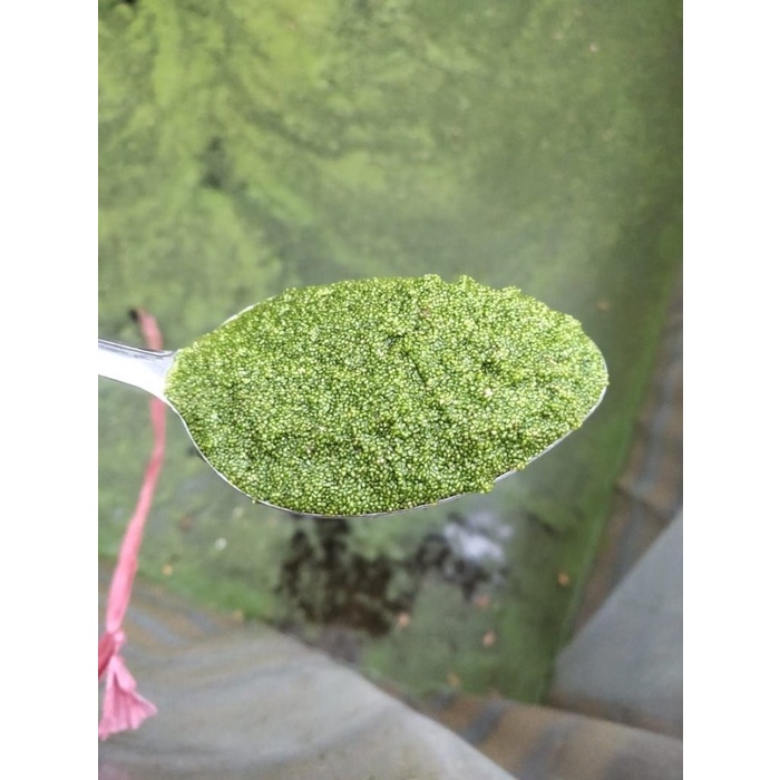 BIBIT WOLFIA WOLFFIA 25GR