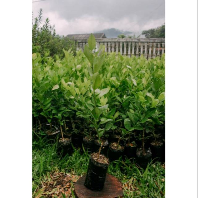 Bibit lemon california