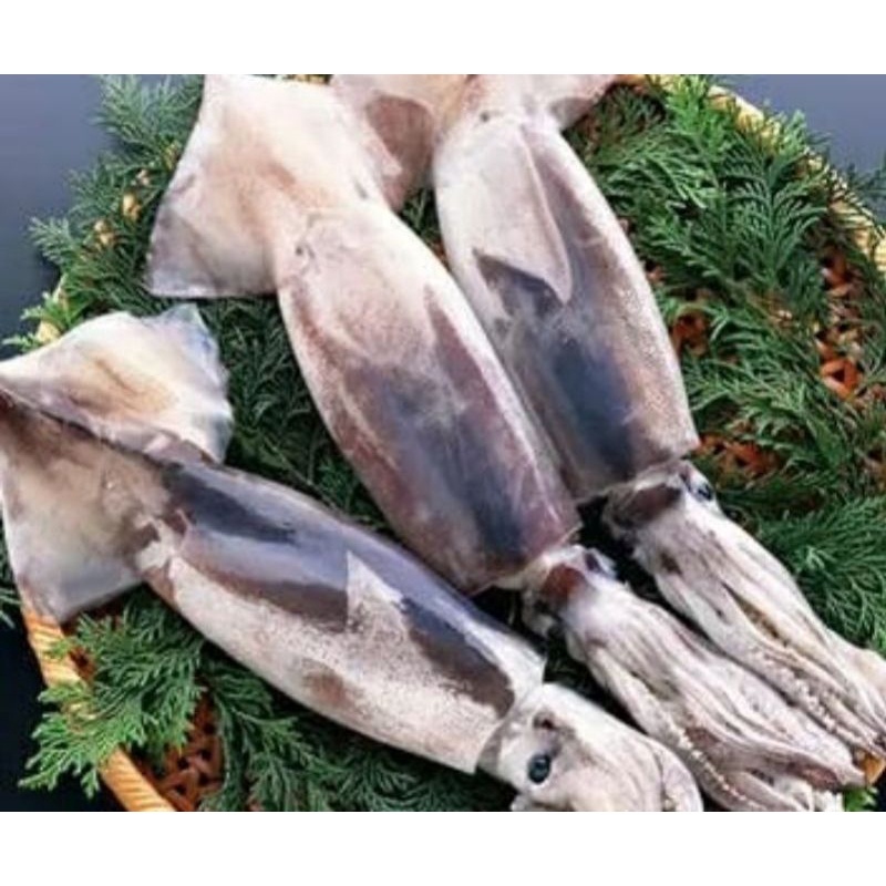 

Cumi Tube Segar Harian / Cumi Seafood Fresh Frozen 1Kg BERGARANSI