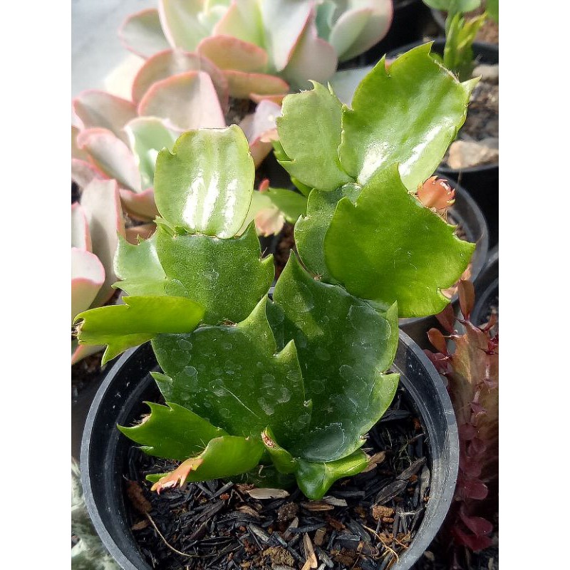 sekulen kepiting hijau wijaya kusuma mini