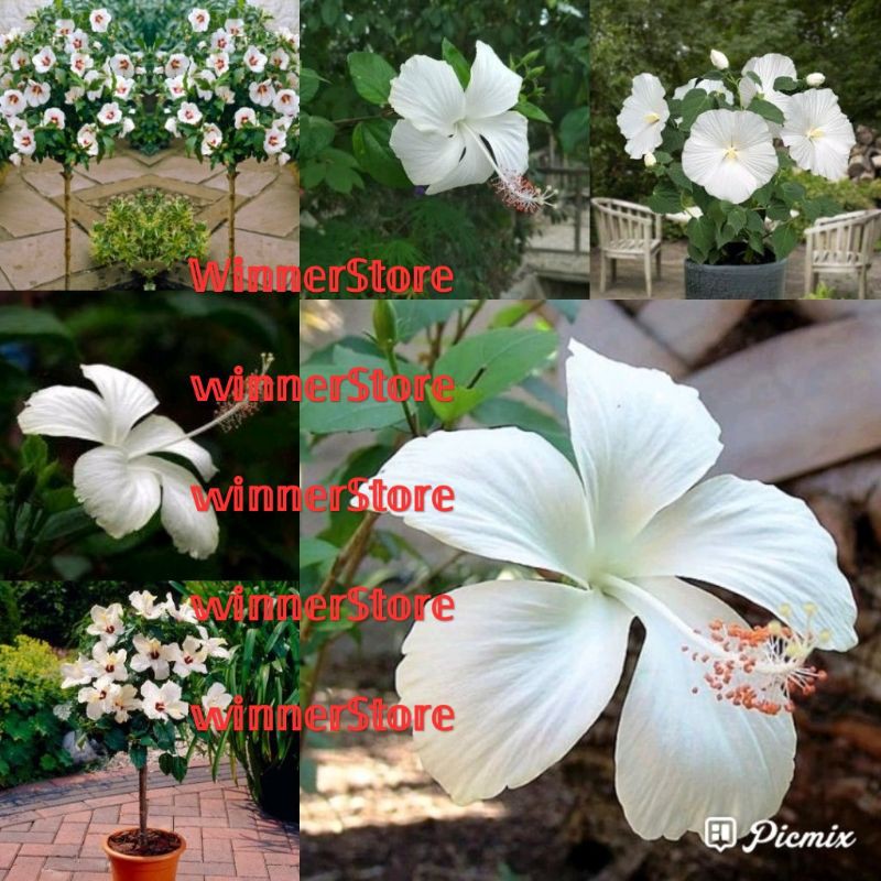 Stek Bibit Bunga Sepatu Putih (5 Stek)