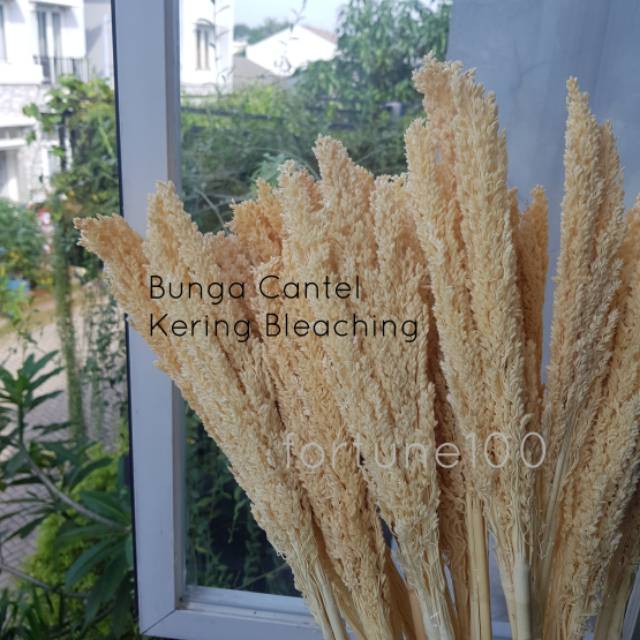 Bunga Cantel Kering / Sorgum Natural Bleaching / Bunga Kering Dekorasi / Vas Bunga Cantik